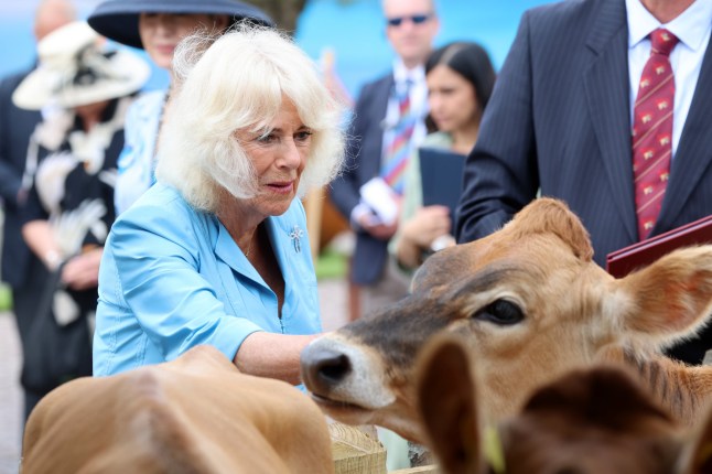 ST HELIER, JERSEY - JULY 15: Queen Camilla attends the Jersey Expo Event at Weighbridge Place during an official visit to Jersey on July 15, 2024 in St Helier, Jersey. This event brings the best of Jersey into one place, focussing on key areas of the island???s agriculture, fishing and aquaculture industries and the island???s journey to net zero. (Photo by Chris Jackson/Getty Images)