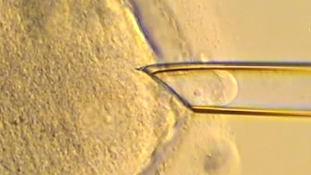 Scientists transplanting a nuclear genome from an egg.