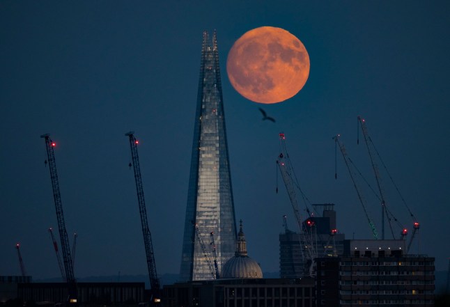 Mandatory Credit: Photo by Peter MacDiarmid/Shutterstock (13997693a) The near full moon, known as the Buck Moon - also the first of this year's supermoons - rises past The Shard and St Paul's Cathedral in central London. A supermoon occurs when a full moon is at it's closest to earth which can happen several times a year. Supermoon over London, London, UK - 02 Jul 2023