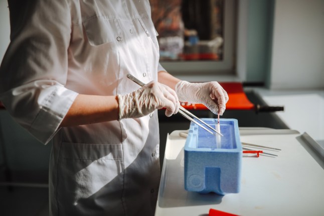 Female embryologist demonstrates freezing straws with embryos and sperm in real IVF laboratory. Work processes and embryo preservation.