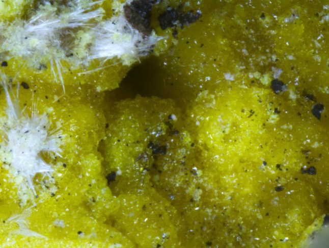 Humboldtine (yellow) with halotrichite (white) under the microscope, image width 3.5 mm (Picture: Prögler/LfU)